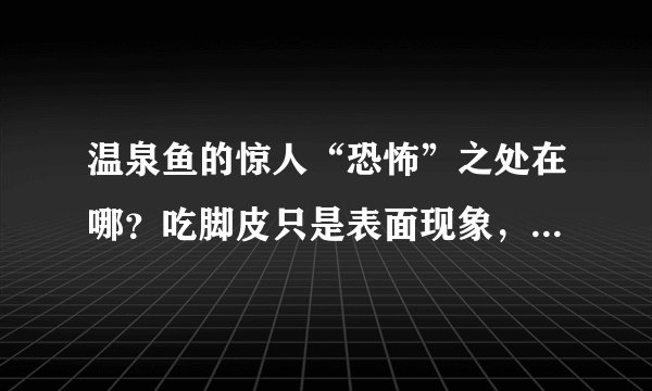 温泉鱼的惊人“恐怖”之处在哪？吃脚皮只是表面现象，鱼进去只剩骨架