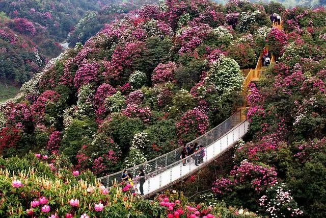 你知道中国百里杜鹃花都在哪里吗?