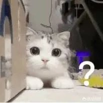 有没有搞笑的猫咪图片，分享一下？