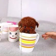 茶杯犬 图片