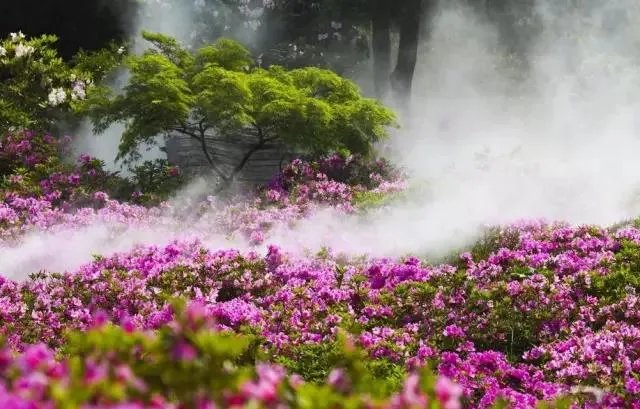 你知道中国百里杜鹃花都在哪里吗?