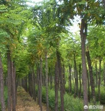 刺槐树有什么作用？