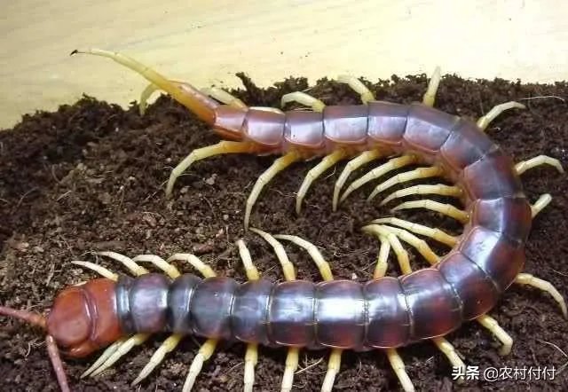 蜈蚣养殖前景如何,从哪几个方面开始?