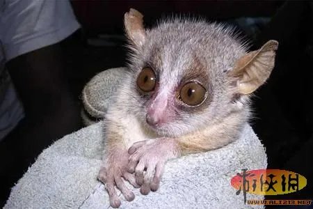 盘点全球新奇妙动物:紫色北极熊 海地长吻猬