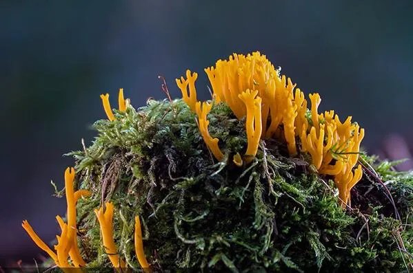 世界十大繁衍能力最强动物:翻车鲀鱼当仁不让,拔得头筹