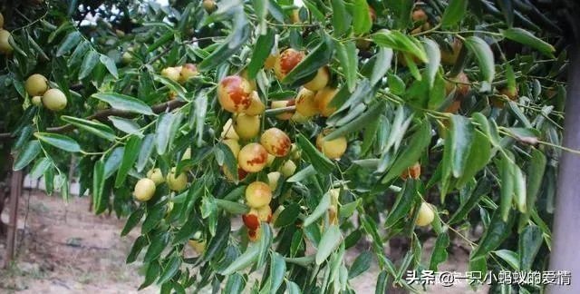 枣树管理要掌握哪些好的方法?