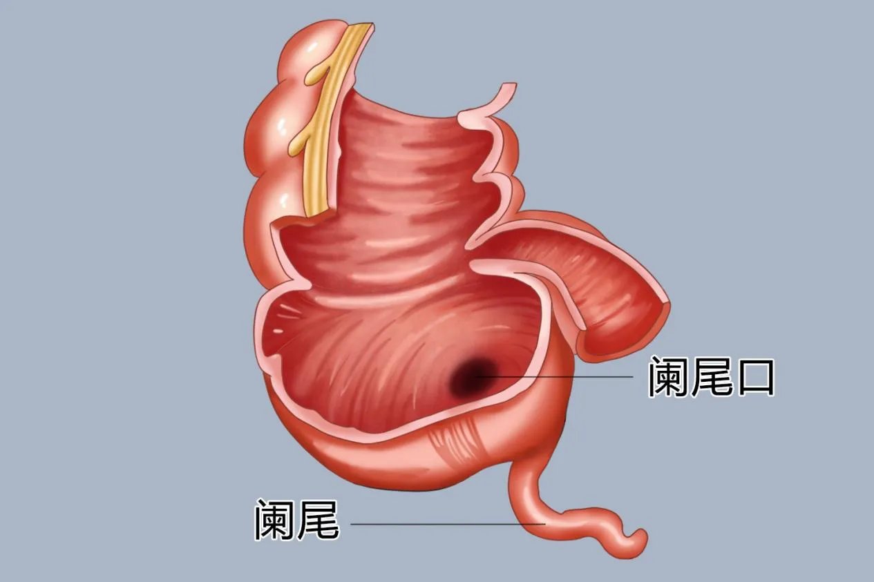 大肠结构图