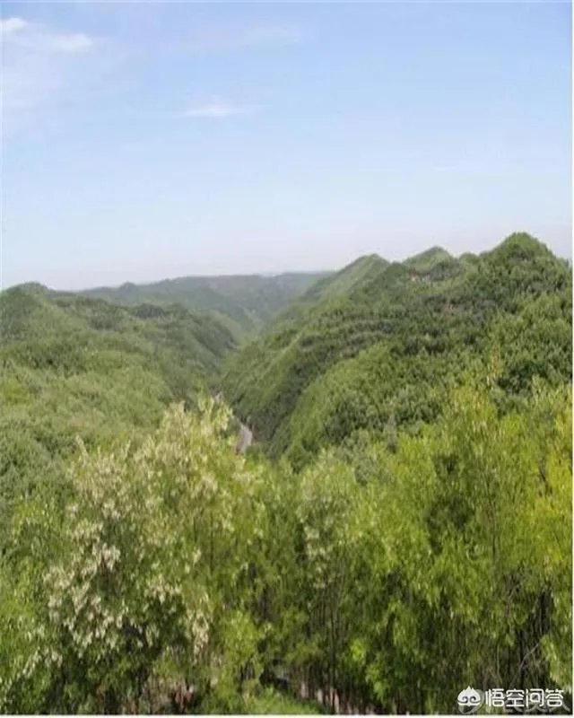 刺槐树有什么作用？