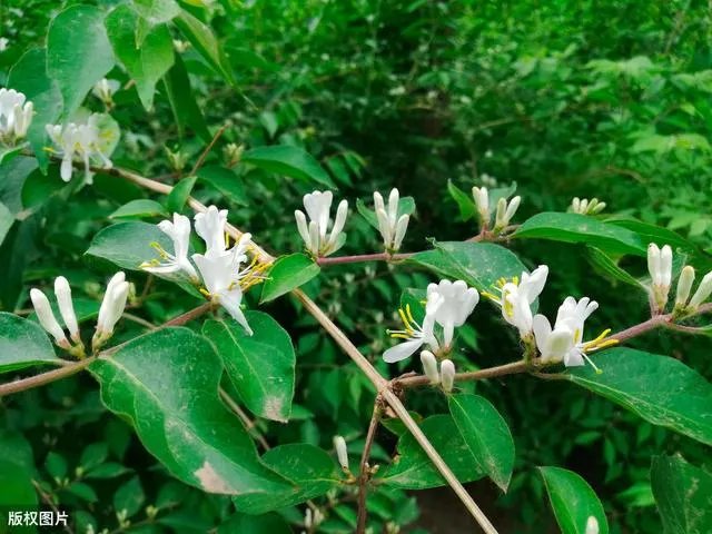 野生药材一定比种植药材好吗？