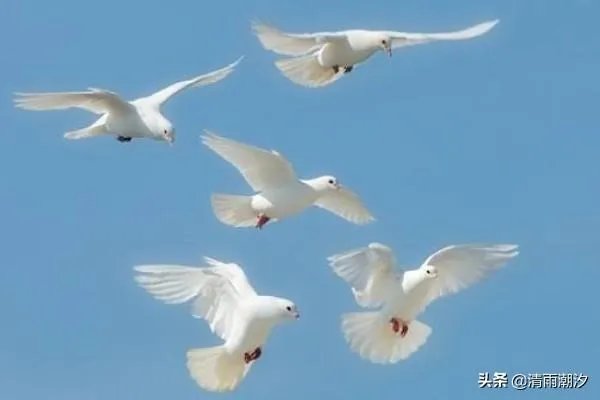 鸽子养殖场怎么起名:鸽子养殖场起名大全?
