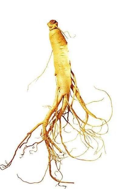 野生药材一定比种植药材好吗？