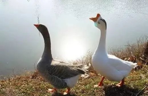 刷爆朋友圈两只鹅的故事,大结局已经揭晓!