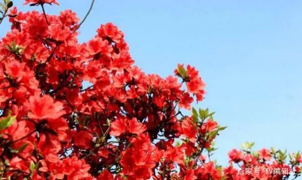 杜鹃花夏天怎么养呢？