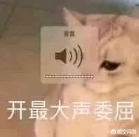 有没有搞笑的猫咪图片，分享一下？