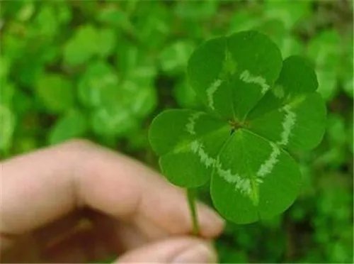 四叶草寓意着什么意思 解析四叶草的含义