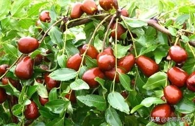 枣树管理要掌握哪些好的方法?