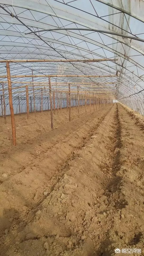 蔬菜大棚和蔬菜温室的区别是什么?
