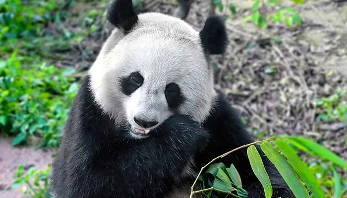 大熊猫生活在哪里 大熊猫生活在什么地方