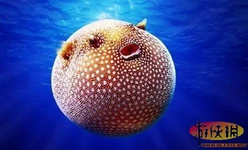盘点全球新奇妙动物:紫色北极熊 海地长吻猬