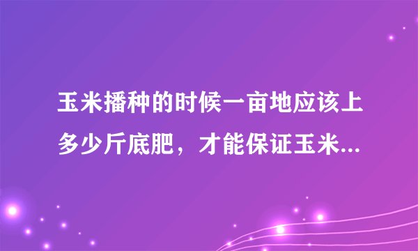 玉米播种的时候一亩地应该上多少斤底肥，才能保证玉米产量高呢？