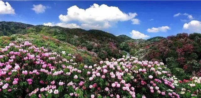 你知道中国百里杜鹃花都在哪里吗?