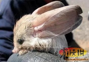 盘点全球新奇妙动物:紫色北极熊 海地长吻猬