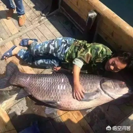 为什么很多农村集市上卖青鱼的都喜欢在鱼箱里撒一把瓜子?
