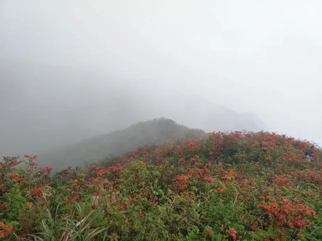 你知道中国百里杜鹃花都在哪里吗?