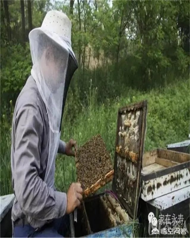 刺槐树有什么作用？