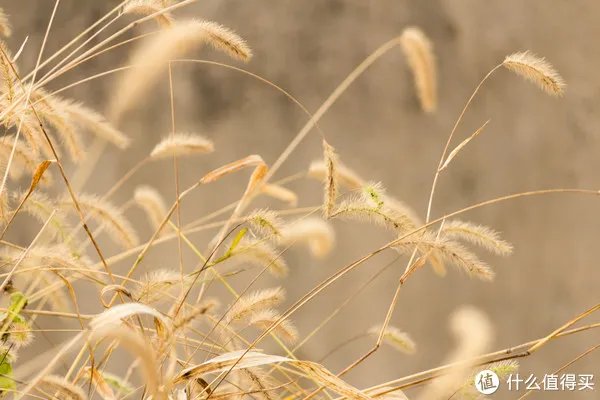 开箱晒物系列 篇八:#晒单大赛#CANON 佳能 穷人三宝集齐(附样片)