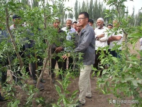 枣树管理要掌握哪些好的方法?