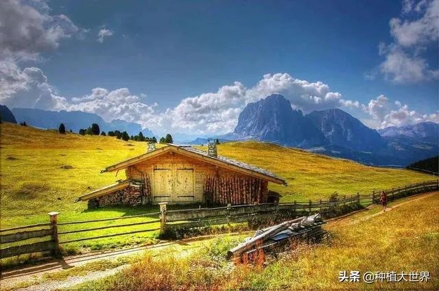 野生药材一定比种植药材好吗？