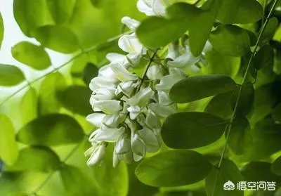 刺槐树有什么作用？