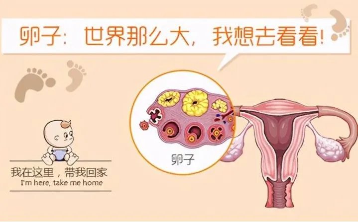 国内借卵供卵试管包生儿子“冻卵”-中国有两亿多单身男女,80%的女性选择单身