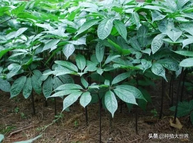 野生药材一定比种植药材好吗？