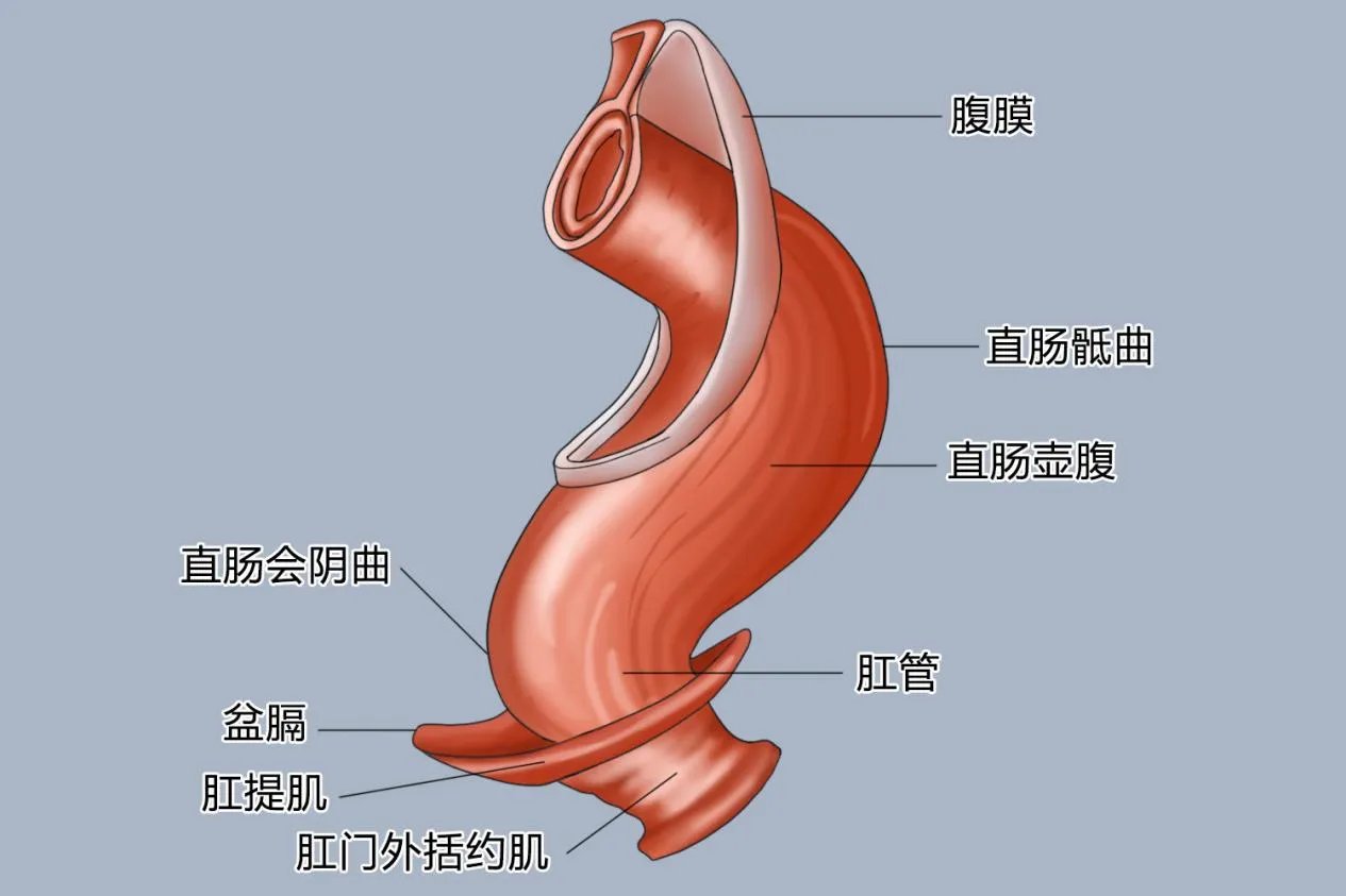 大肠结构图