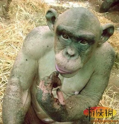 盘点全球新奇妙动物:紫色北极熊 海地长吻猬