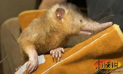盘点全球新奇妙动物:紫色北极熊 海地长吻猬