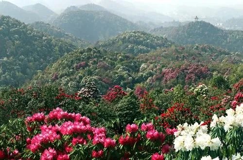 你知道中国百里杜鹃花都在哪里吗?