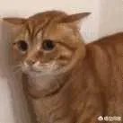 有没有搞笑的猫咪图片，分享一下？