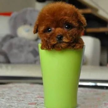 茶杯犬 图片