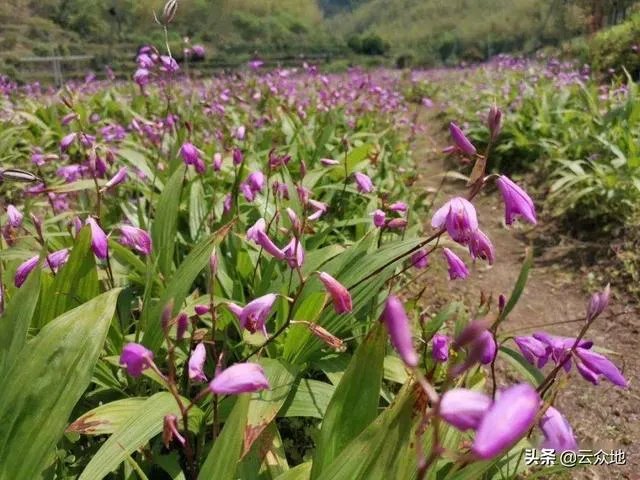 野生药材一定比种植药材好吗？