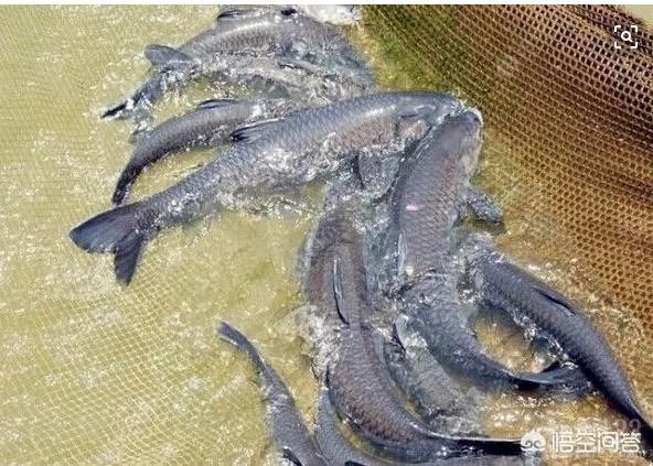 为什么很多农村集市上卖青鱼的都喜欢在鱼箱里撒一把瓜子?