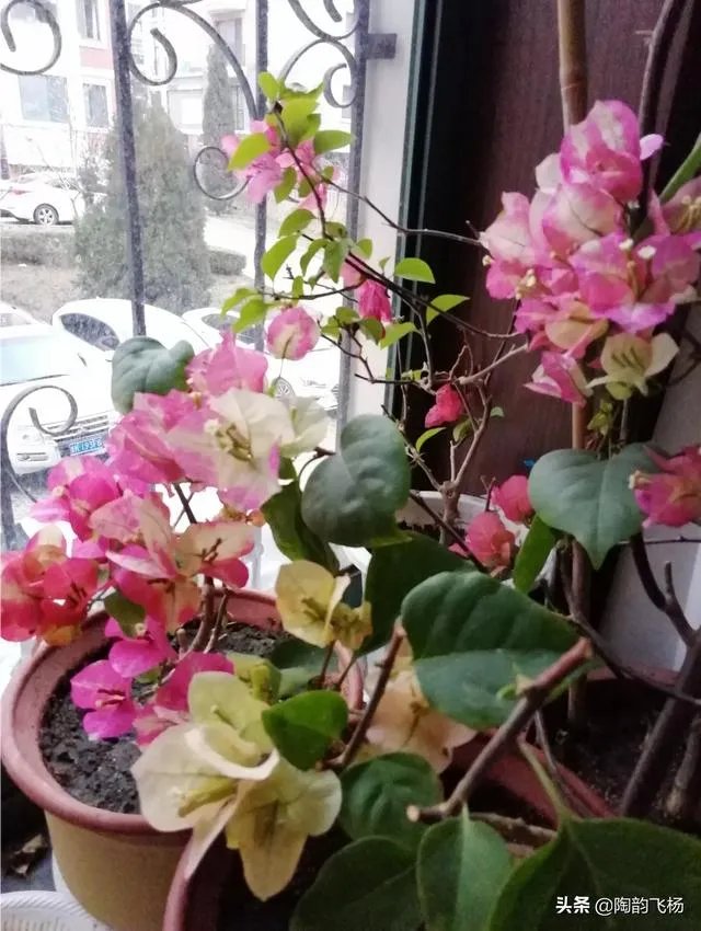 瑞士三角梅为何不开花?