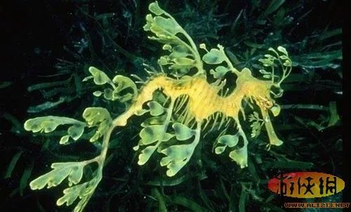 盘点全球新奇妙动物:紫色北极熊 海地长吻猬