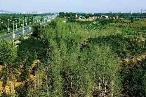 甘肃敦煌防护林被毁调查结果出炉,目前的情况如何?
