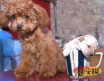 盘点全球新奇妙动物:紫色北极熊 海地长吻猬
