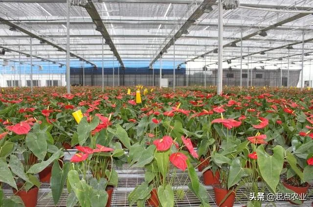 蔬菜大棚和蔬菜温室的区别是什么?
