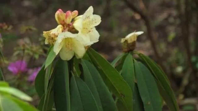 你知道中国百里杜鹃花都在哪里吗?