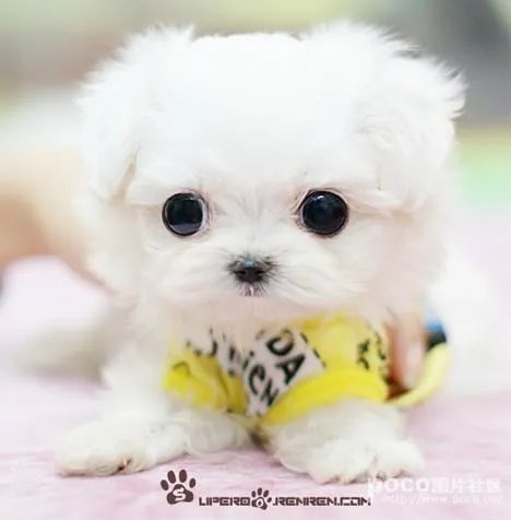 茶杯犬 图片